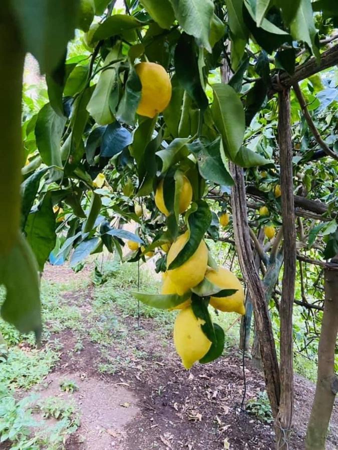 Lemon In The Air Daire Scala Dış mekan fotoğraf